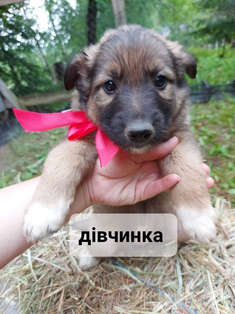Цуценята шукають домівку