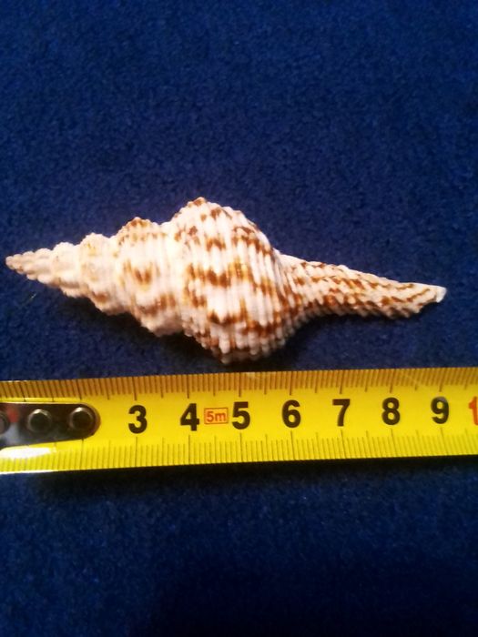 Ракушки океанские