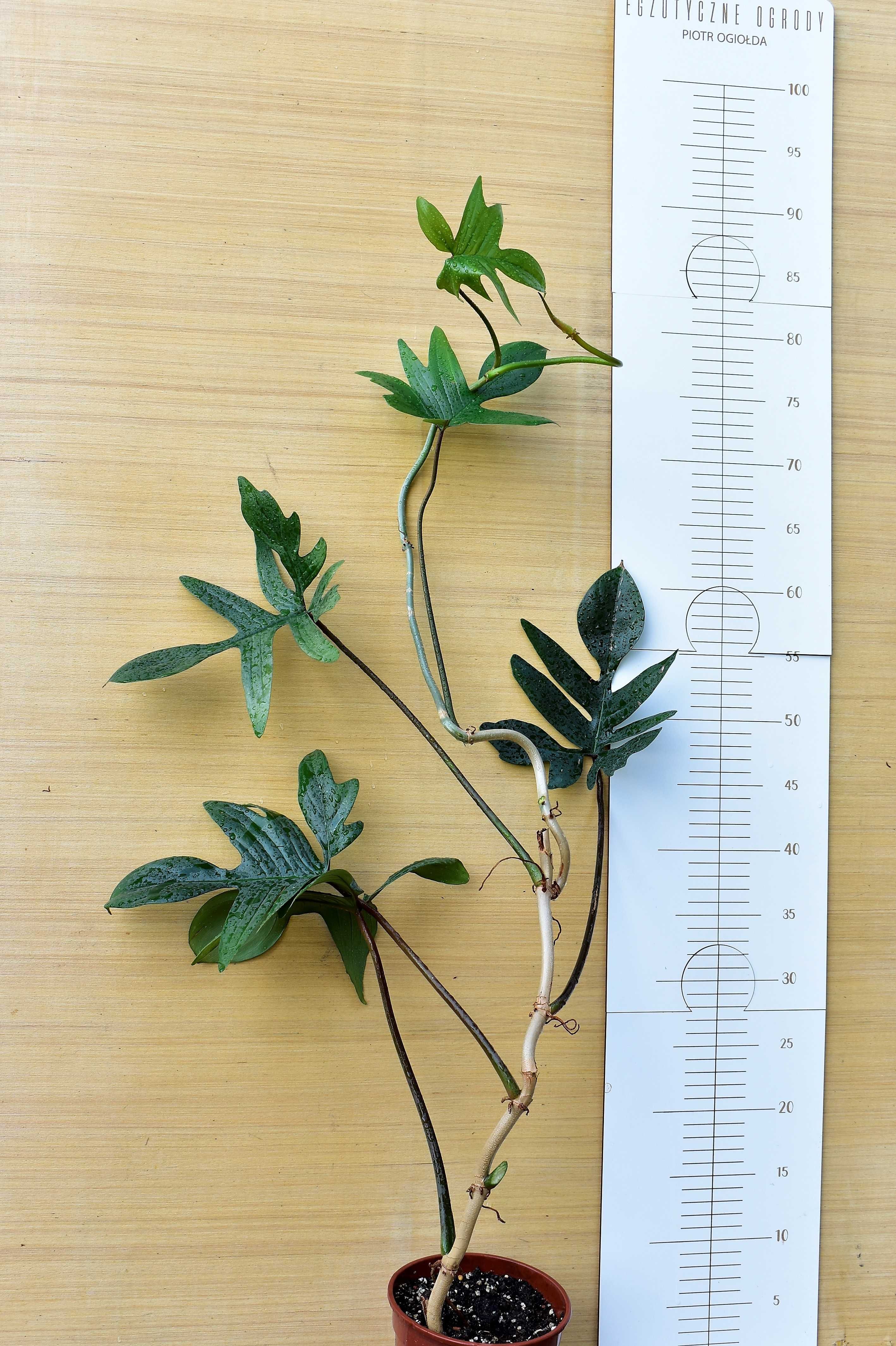 Philodendron camposportoanum - pedatum