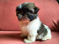 Cudowna suczka  Shih-tzu mini