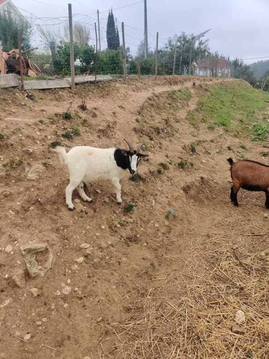 Duas Cabras Anãs com 3 anos idade