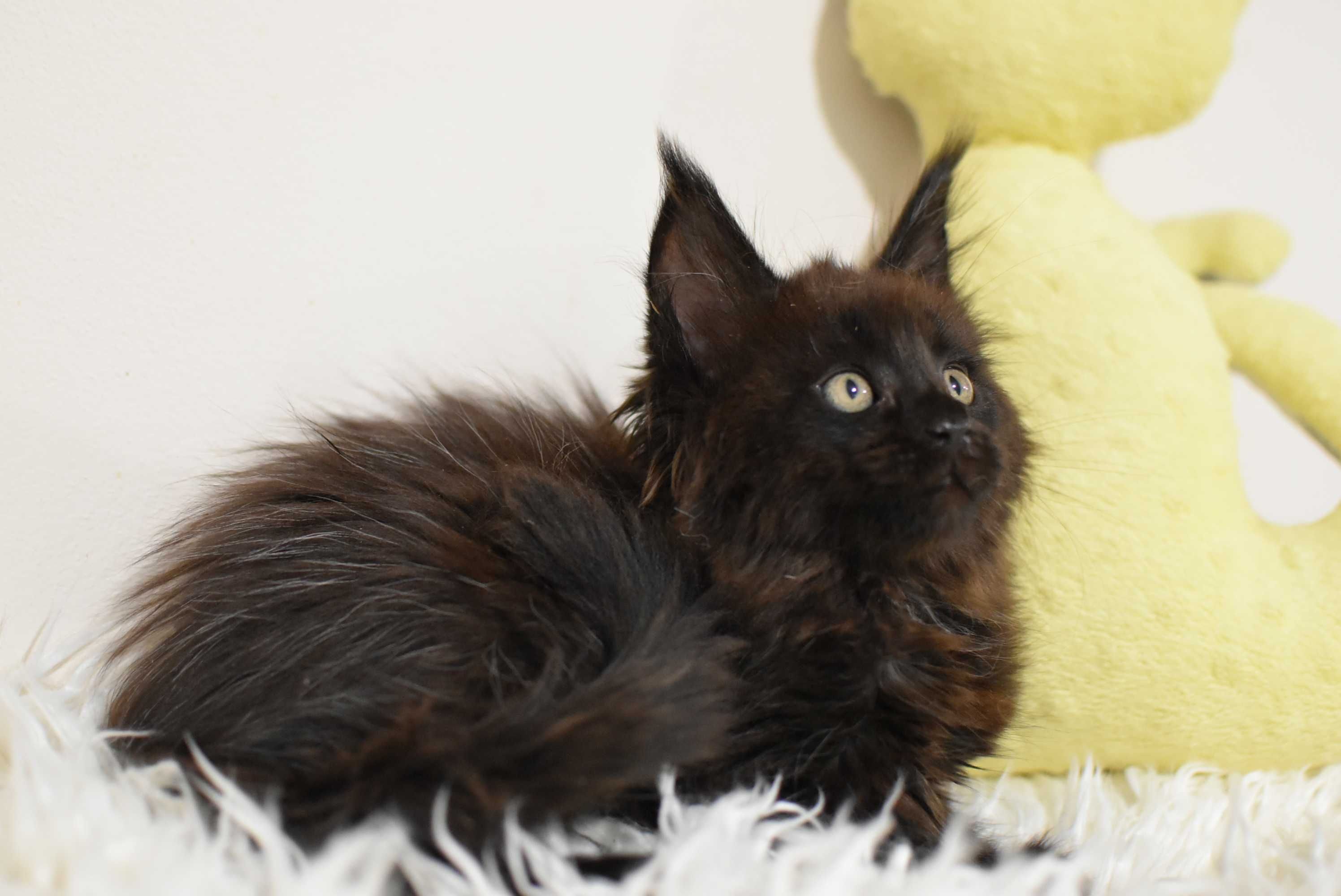 Kocurek Maine Coon /Rodowód FPL/Gotowy do odbioru