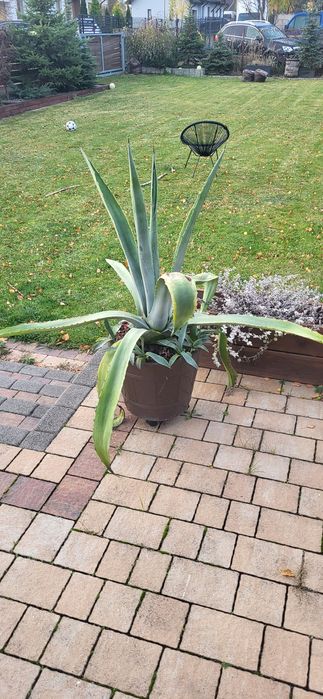 Agata duże i małe sprzedam