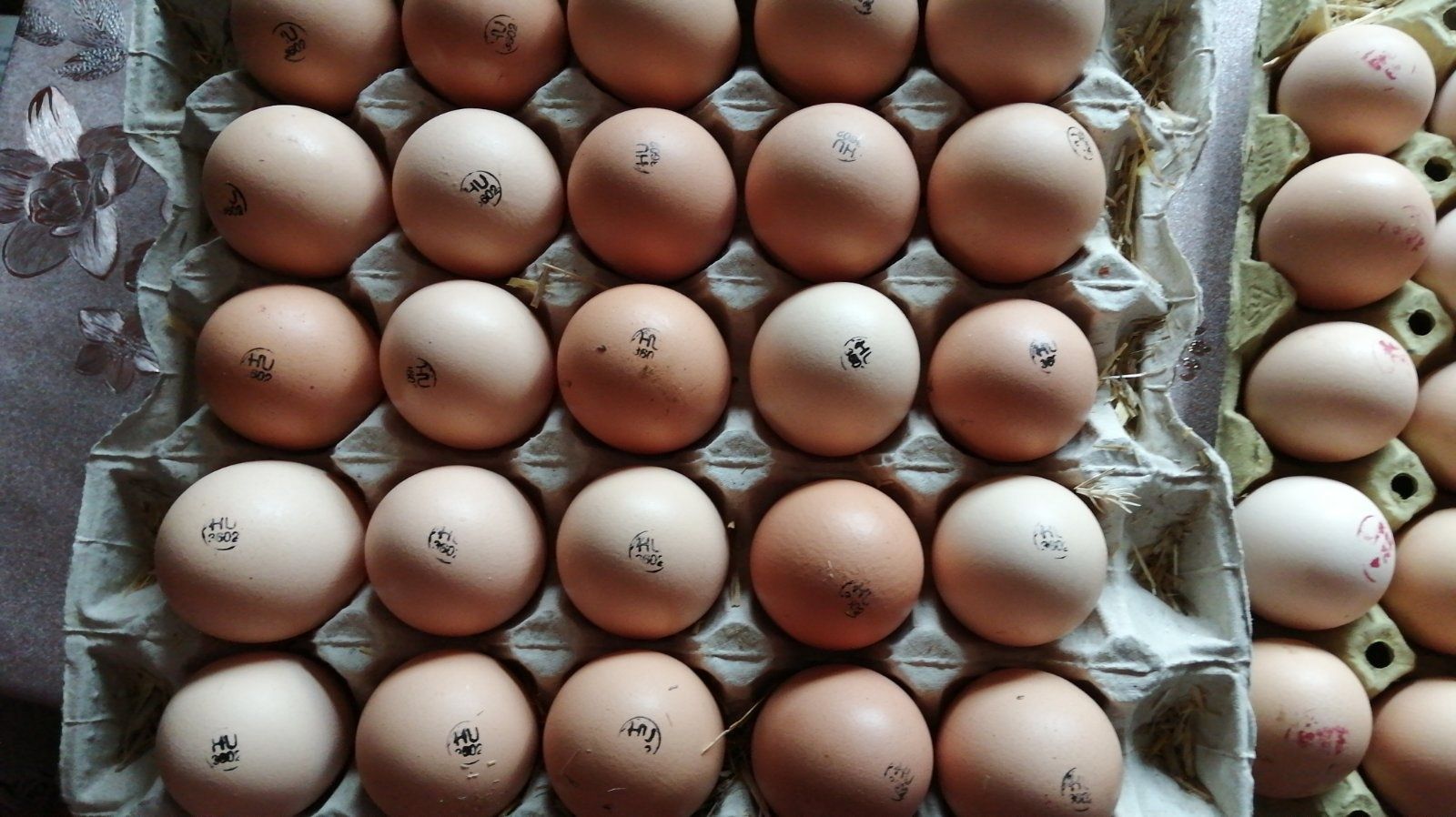 Інкубаційне яйце бройлерів ціни шокують