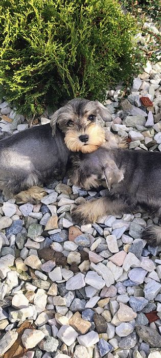 Sznaucer miniaturowy . Śliczny piesek
