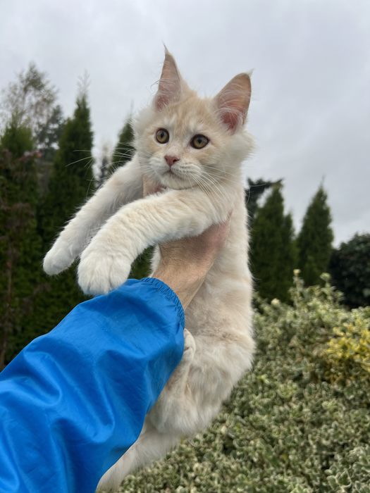 Kotka   Maine Coon  z Rodowodem
