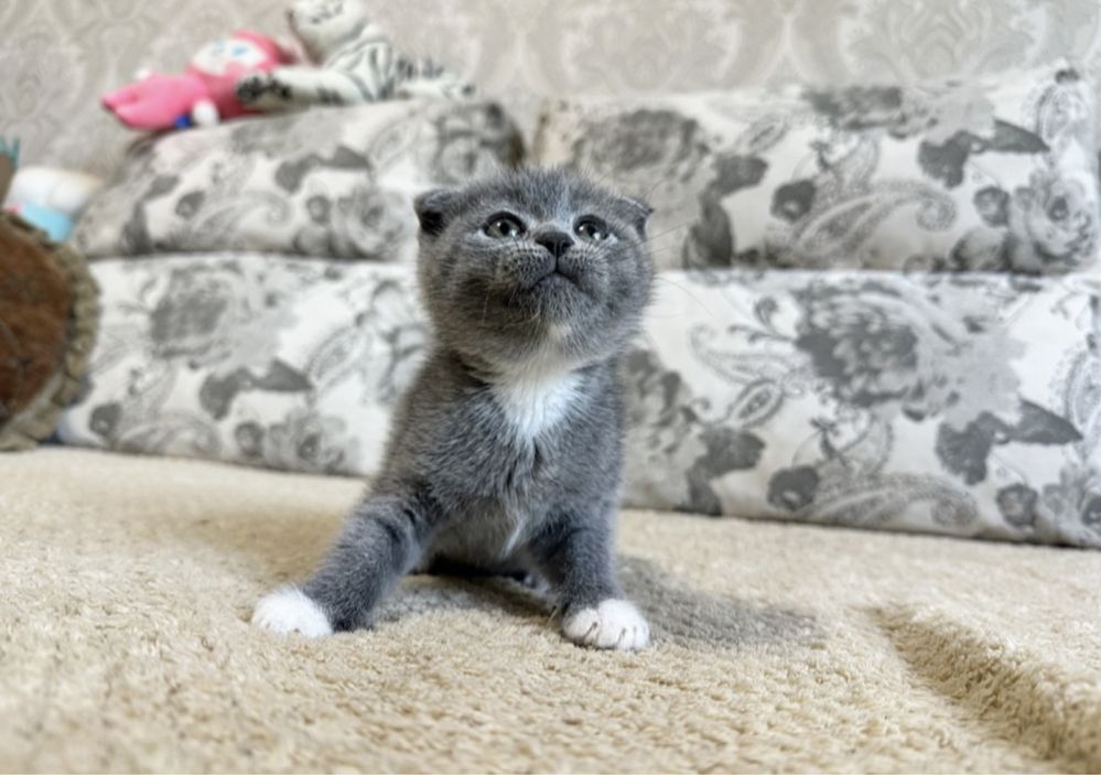 Плюшевые Мишки