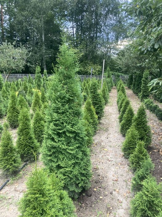 Туя ,ялівець,самшит,ялина,кипарисовик