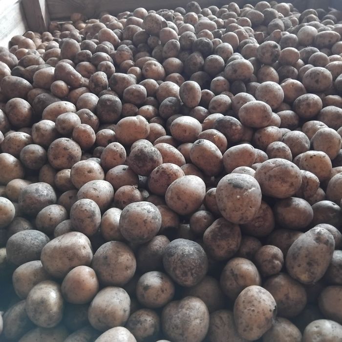 Ziemniaki paszowe odpadowe