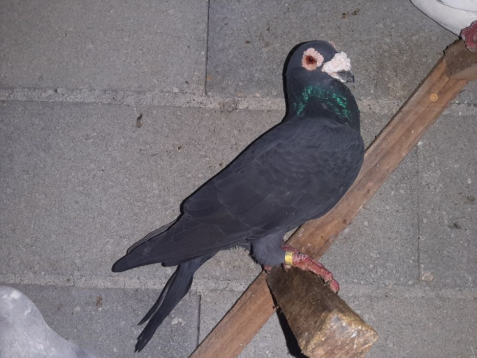 Pombos de linha antiga