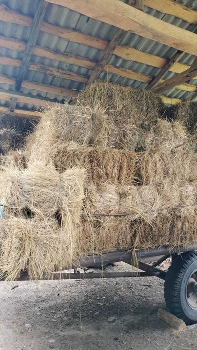 Продам сіно в тюках.