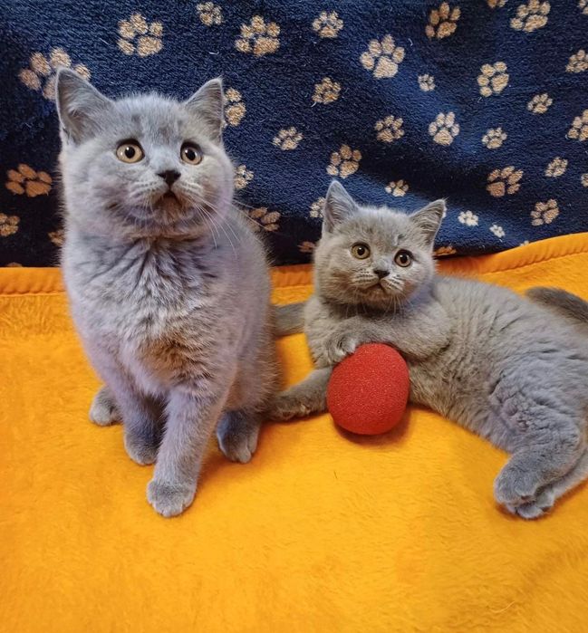 Кошенята прямовушки