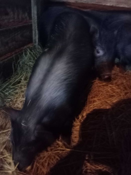 Sprzedam knurki mieszańce