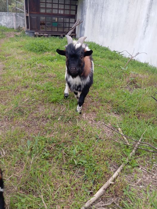 Vendo casal de cabras Anãs