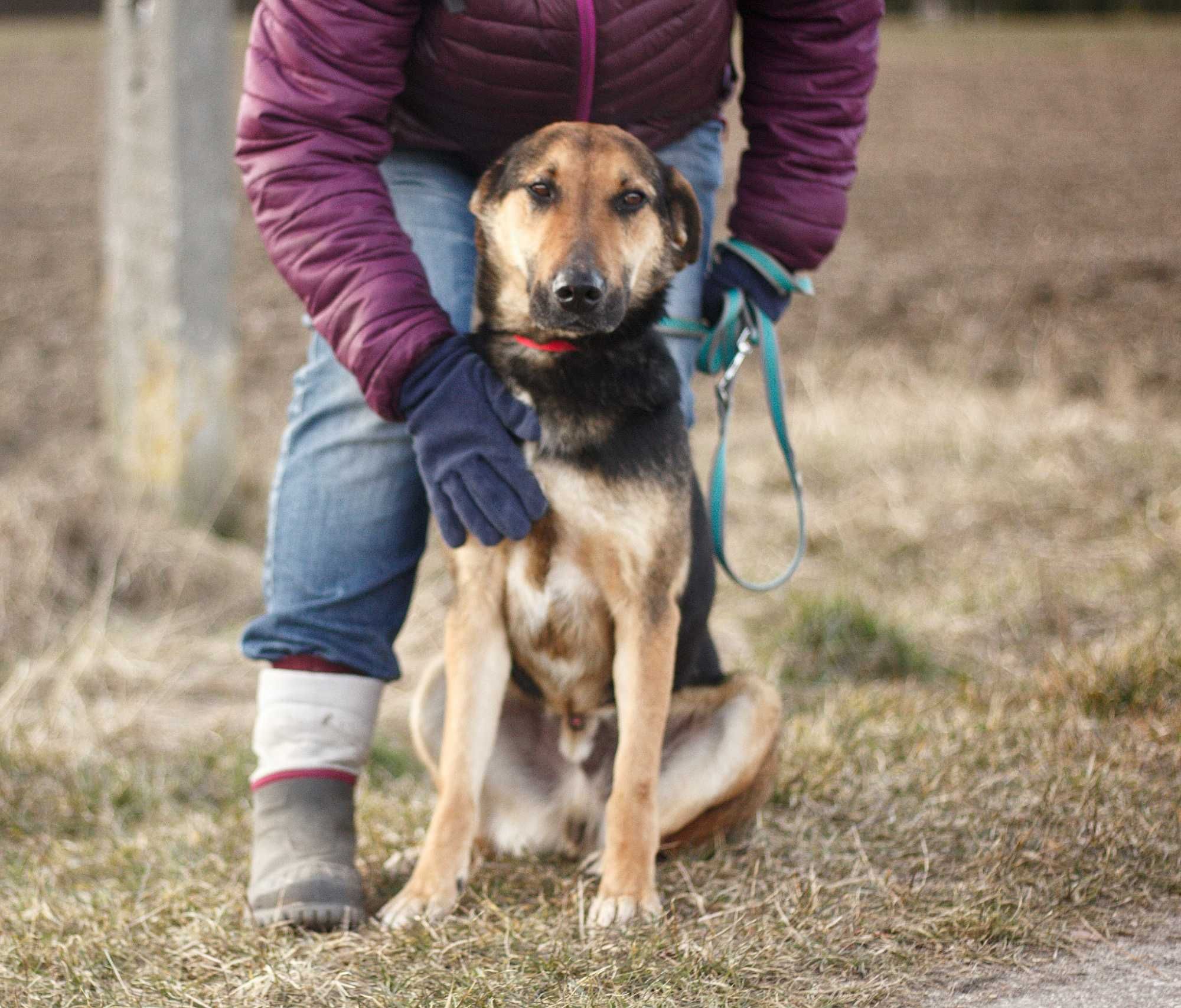 Suczka DODO - Schronisko Canis w Kruszewie