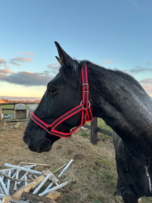 Wałach 7 lat – zdrowy, zajeżdżony, pod siodło i zaprzęg.