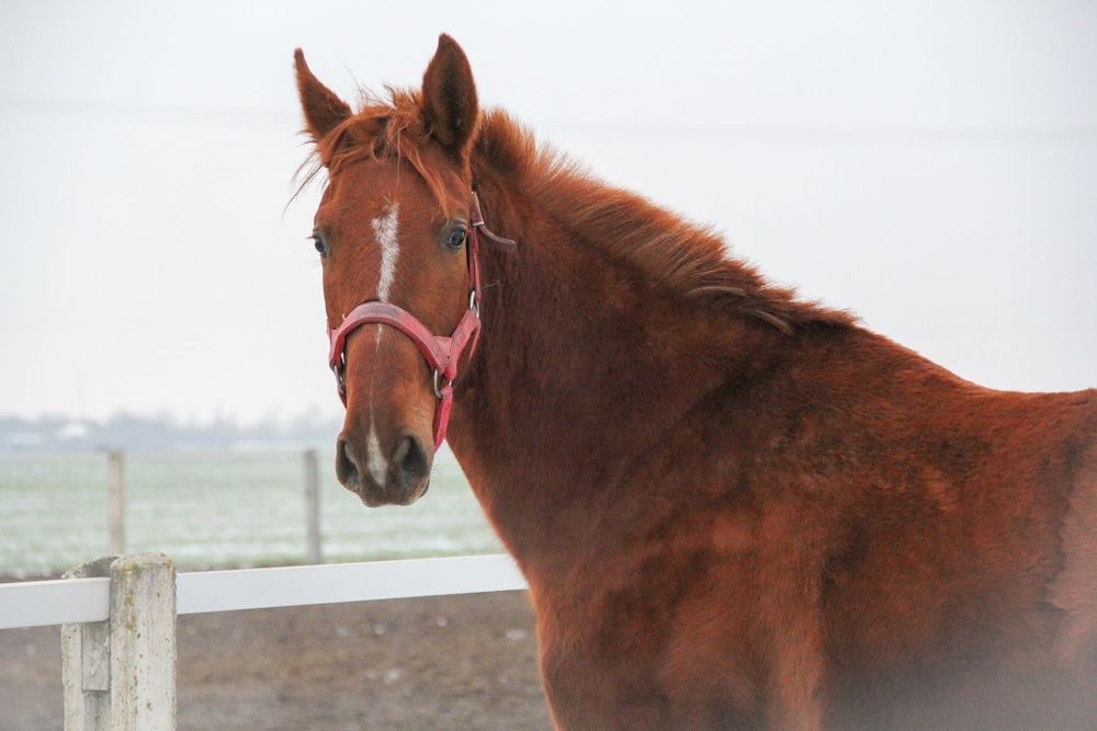 Klacz wielkopolska- dotacyjna