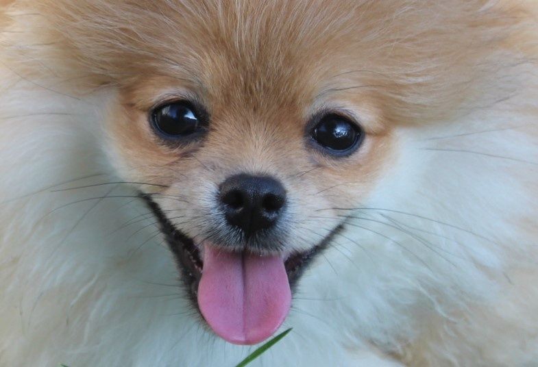 Шпіцуля (pomeranian), відмінна родословна