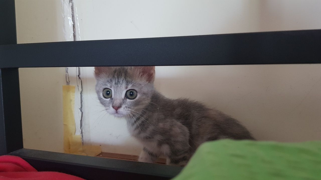 Кошечка принцесса Серебринка ищет своего человека :))