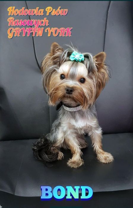 Yorkshire terrier