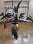 Filodendron czerwieniejacy