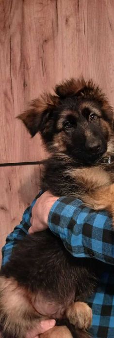 Німецька вівчарка