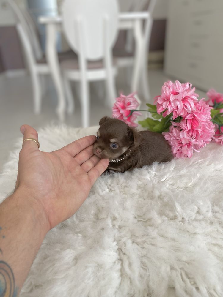 Chihuahua Miniatórowy Cudowny Chłopiec Mini LUX