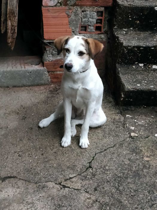 Cadela Arraçada de Podenga, 6 meses, chip esterilizada, tudo em dia