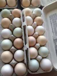Jajka jaja wiejskie ekologiczne zielone i białe