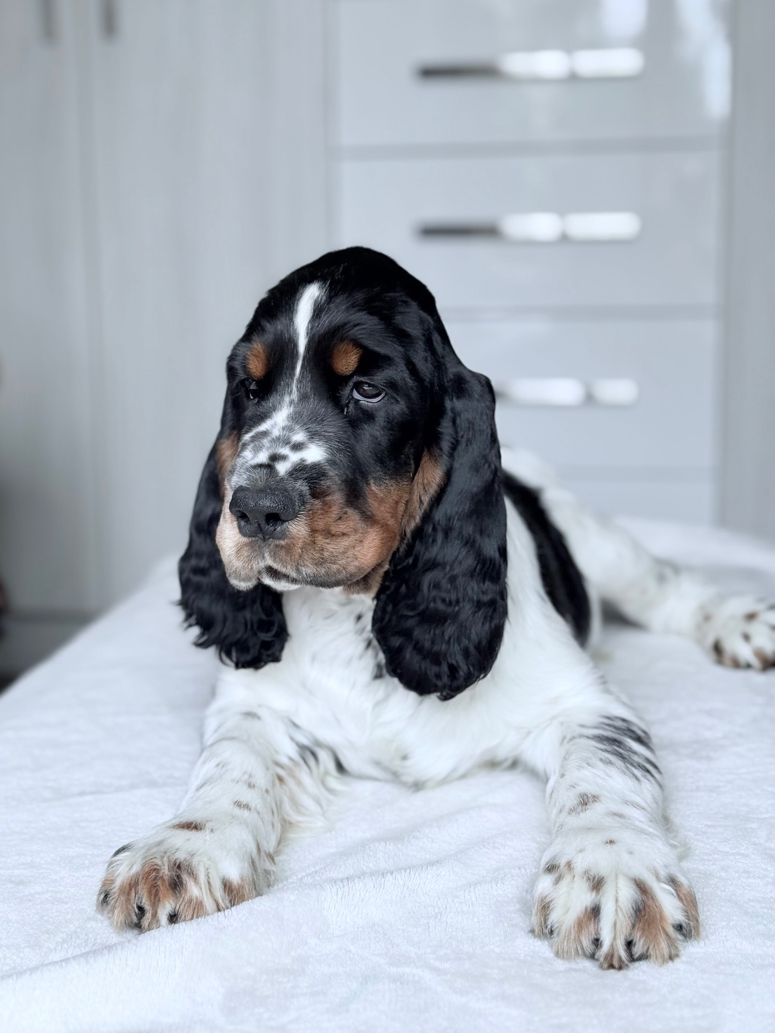 Springer Spaniel Angielski ZKwP FCI