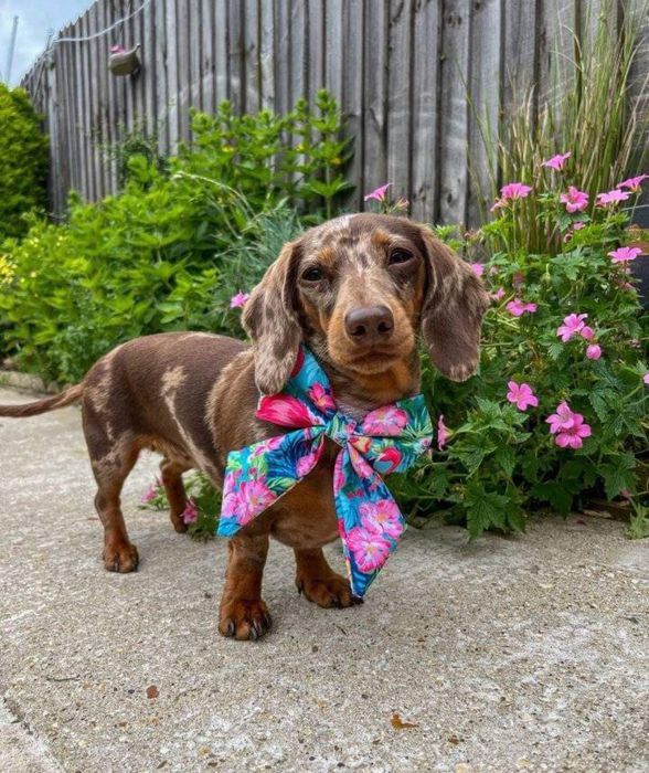 Таксята різних окрасів.