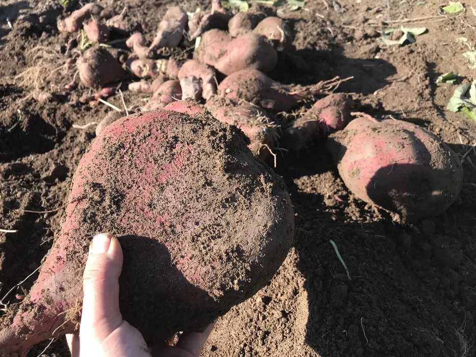 Batata Doce biologica