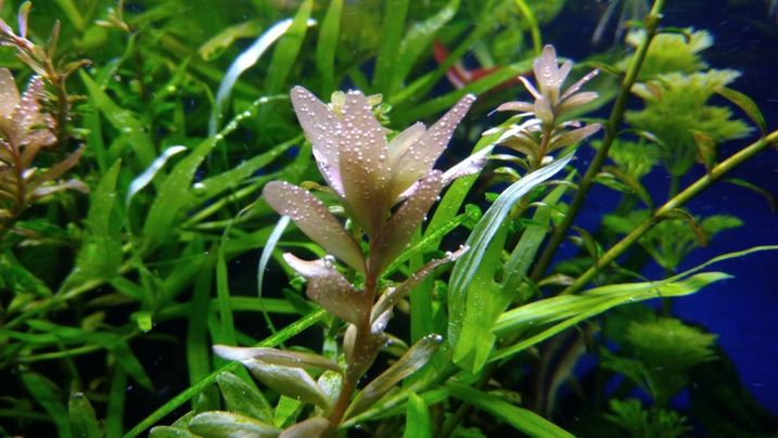 Glukonian żelaza sterydy dla roślin do akwarium