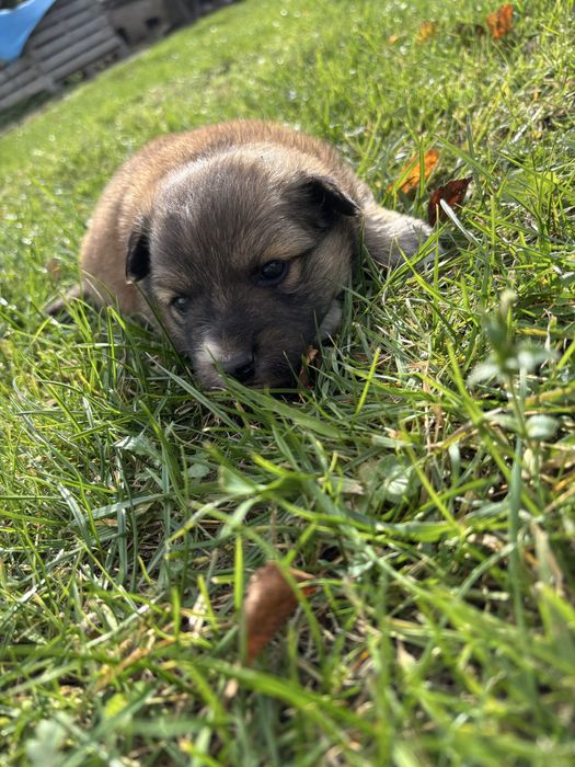 Oddam pieski w dobre rece