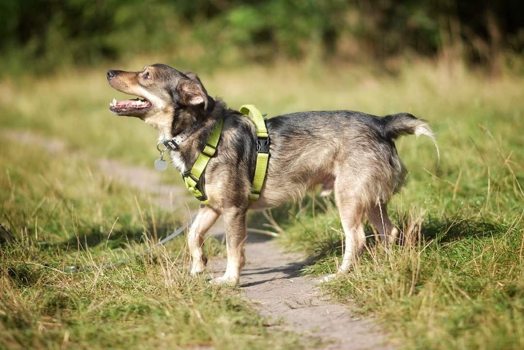 6 letni Wilczek szuka domu