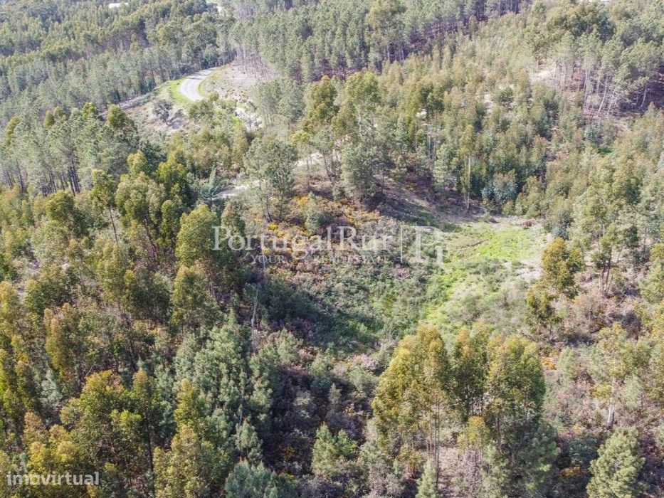 Terreno com eucaliptal em Proença-a-Nova