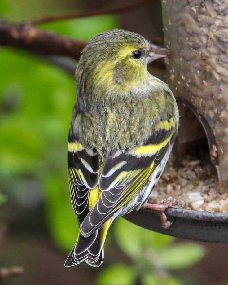 Aves da Fauna Anilhadas