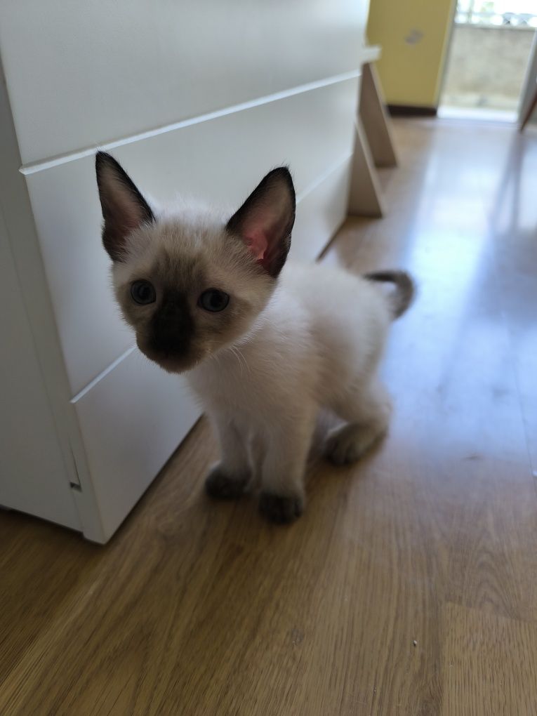 Doação de gatinhos lindos