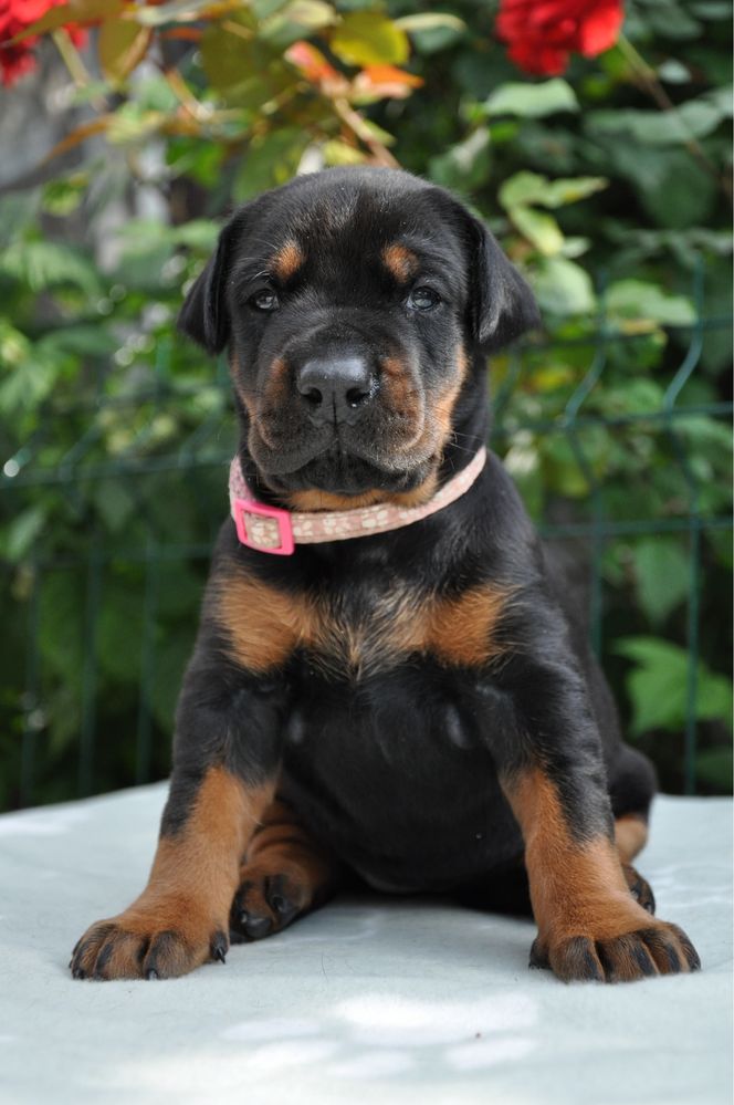 Doberman  КСУ FCI