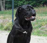 Szczeniak Cane Corso Italiano (ZKwP FCI)