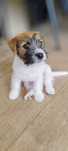 Jack Russell Terrier