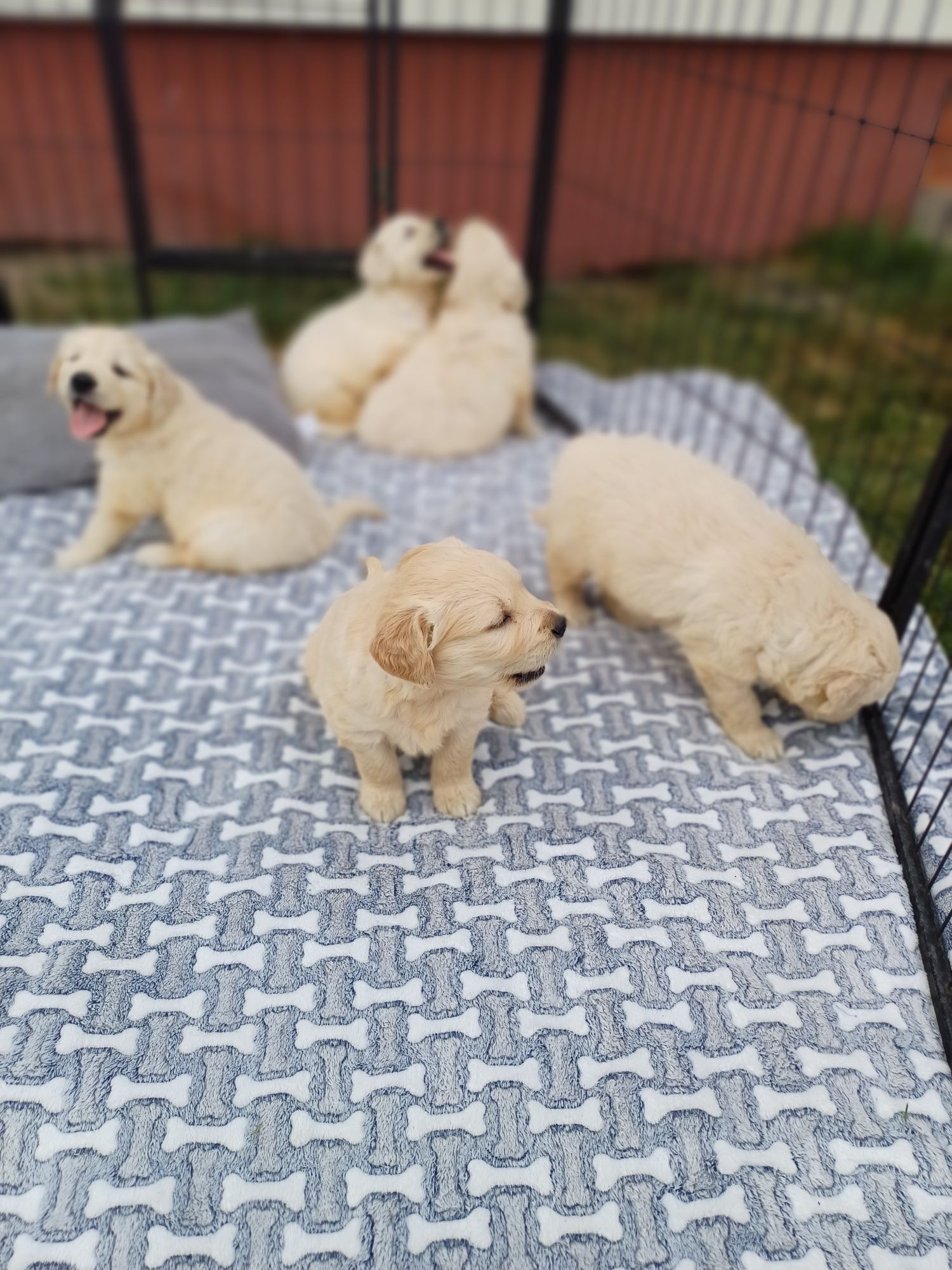 Suczka rasy Golden retriever