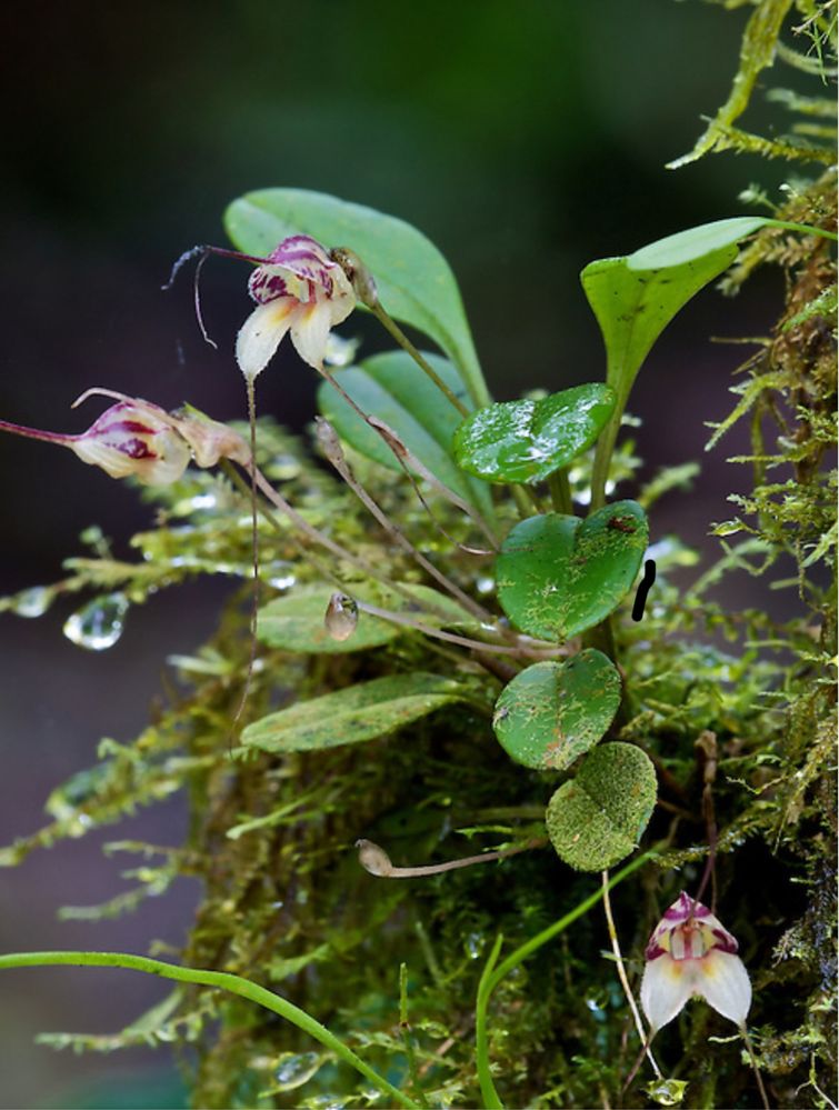 Мініатюрна орхідея Masdevallia nidifica red