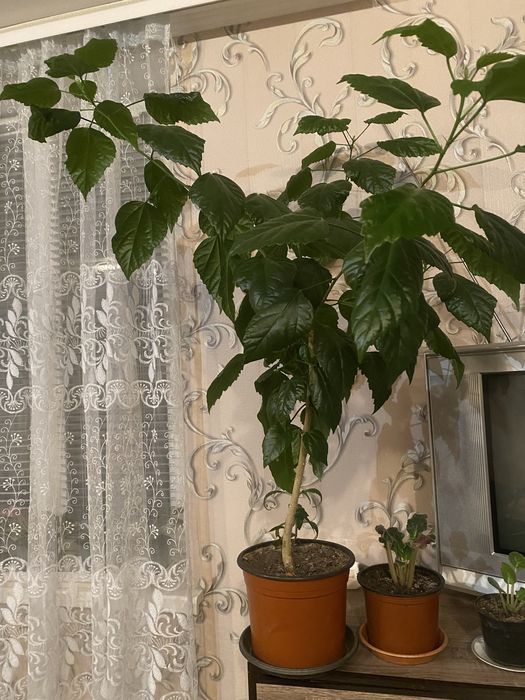 Продам китайську троянду