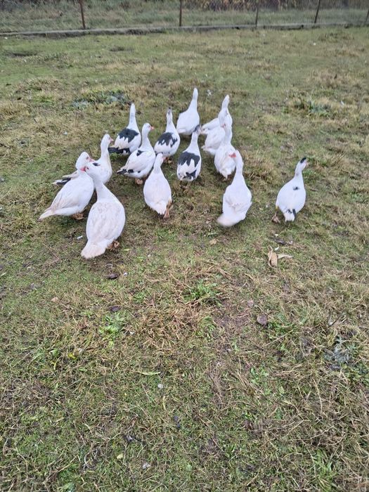 Młode kaczki na sprzedaż