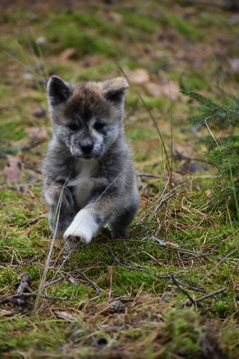 Akita, Akita Inu, Akita Japońska - suczka FCI/ZKwP pręgowana