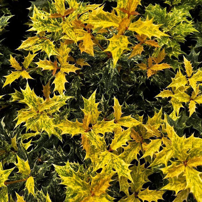 Osmanthus, Osmantus, Osmant heterophyllus 'Goshiki' Poj. 2.0L