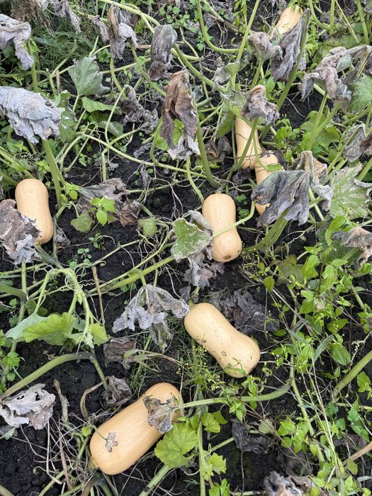 Продам Моркву , Капусту , Гарбуз