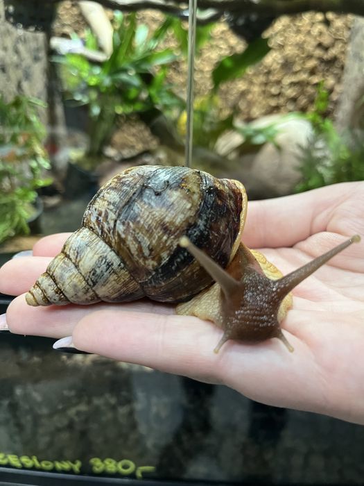 Ślimak Afrykański XL (achatina) Aqualife