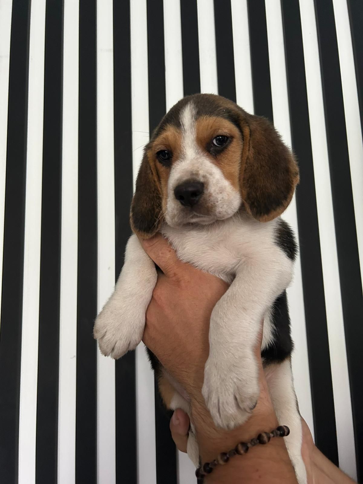 Beagle tricolor grubej kości